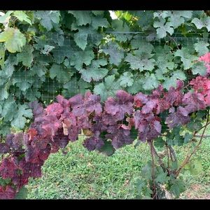 Meet your Posher, Marina